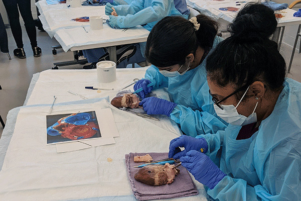 Two students dissecting a heart.