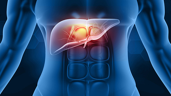 medical illustration of liver in the body