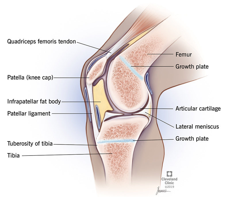 Anatomy of the knee includes patella (knee cap), patellar ligament, lateral meniscus and articular cartilage.