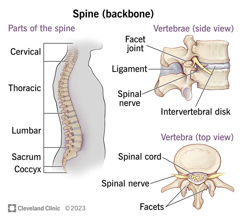 The bones and components that make up your spine.