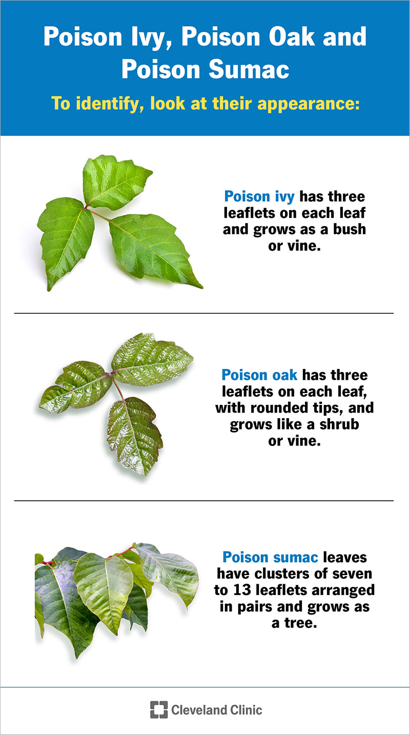 poison ivy treatment plant