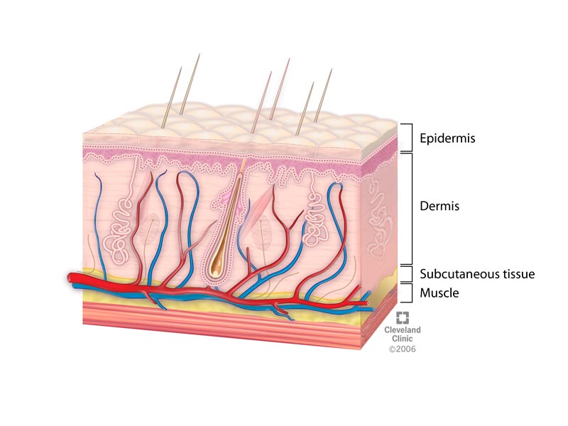 Skin: Layers, Structure and Function