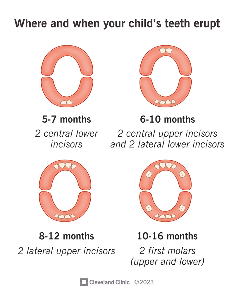 Teething Teething Syndrome Symptoms Tooth Eruption Chart