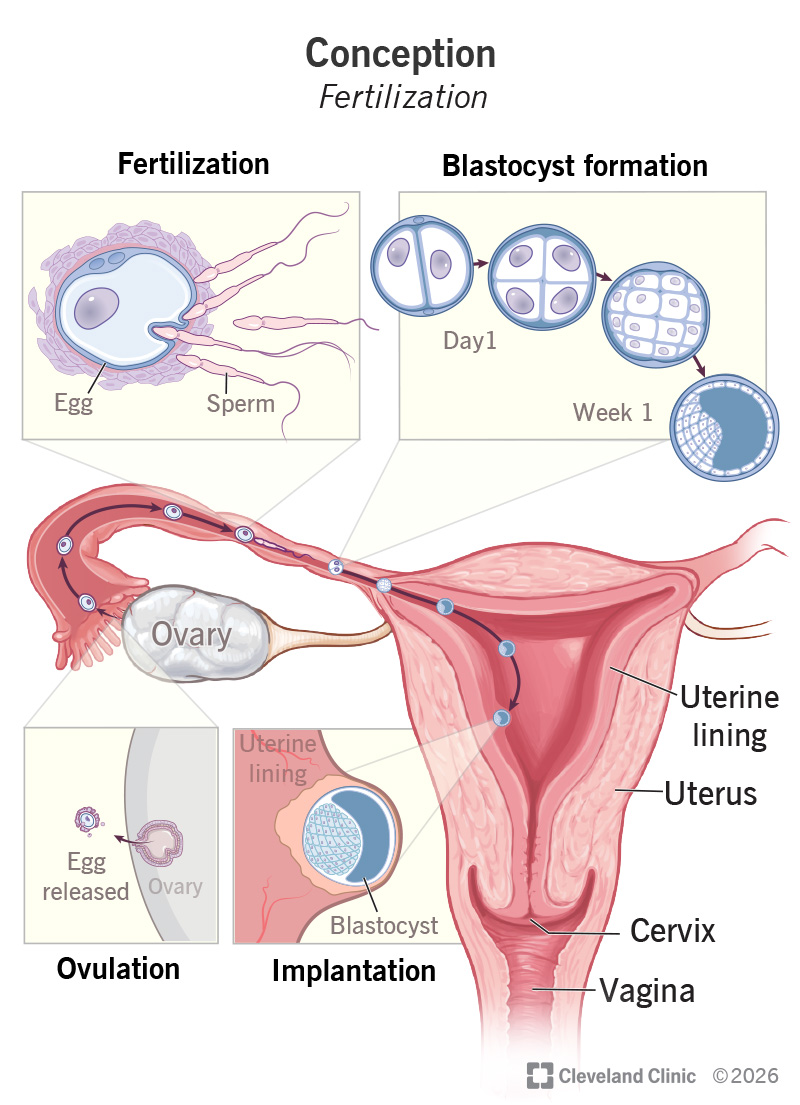 The process of fertilization inside the uterus at each stage from ovulation to implantation