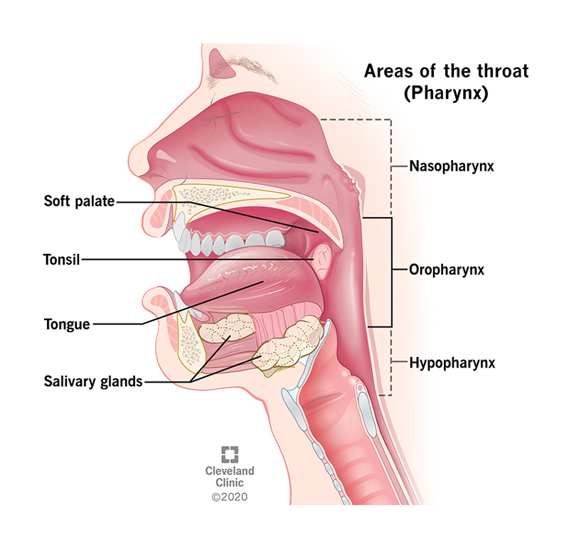 Your oropharynx includes the back part of your tongue (base of tongue), your tonsils, your soft palate (back part of the roof of your mouth), and the sides and walls of your throat.
