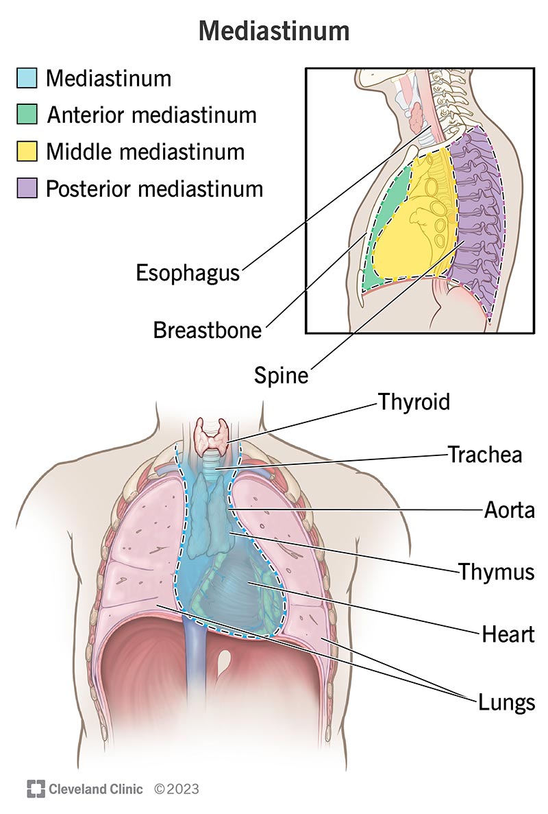 Front view of the mediastinum and side view that includes the anterior, middle and posterior parts