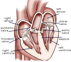 Congenital Heart Conditions