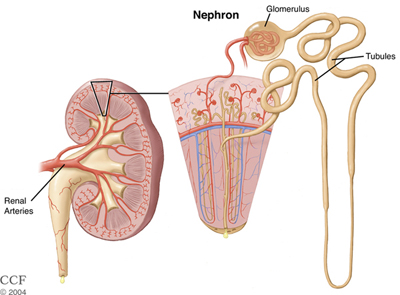 Image result for kidney, nephron