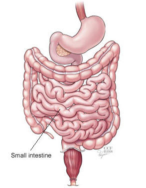 Giardiasis Symptoms, Treatment & Diagnosis | Cleveland Clinic