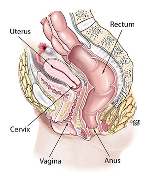 Ein Diagramm, das die Anatomie des weiblichen Fortpflanzungssystems detailliert darstellt.