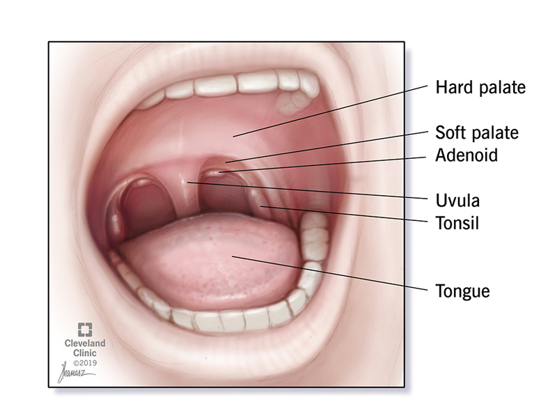 Illustration of the mouth including hard palate, soft palate, adenoid, uvula, tonsil and tongue.