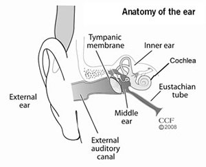 https://my.clevelandclinic.org/-/scassets/images/org/health/articles/15609-ear-anatomy-diagram.ashx