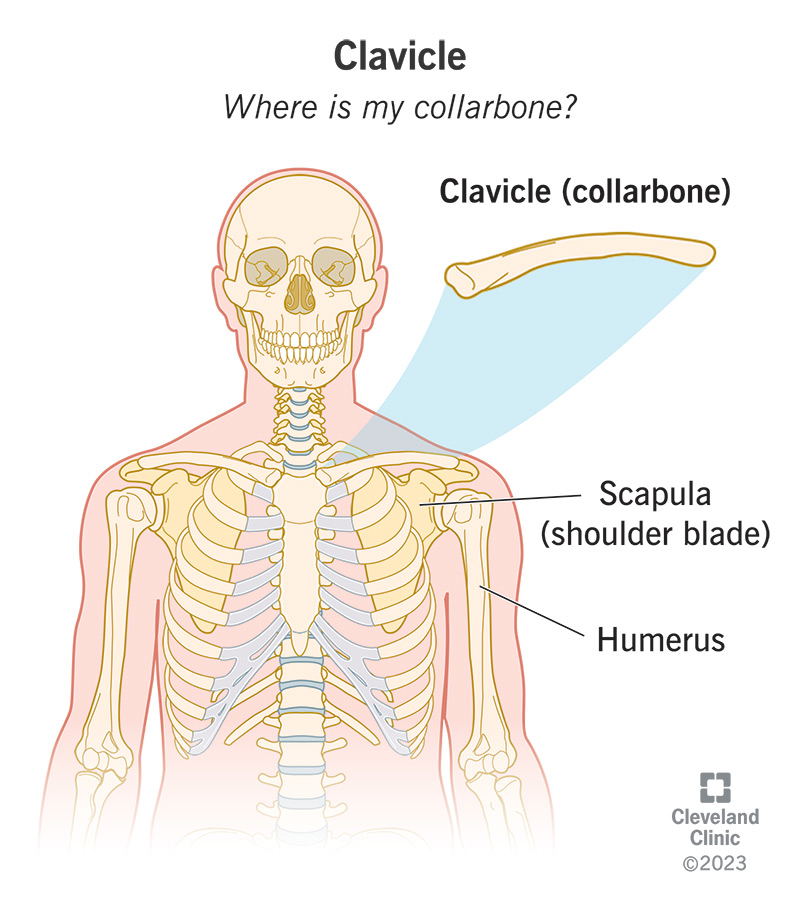 Skeleton diagram showing the clavicle (collarbone) at the base of the neck and connecting to the scapula (shoulder blade).