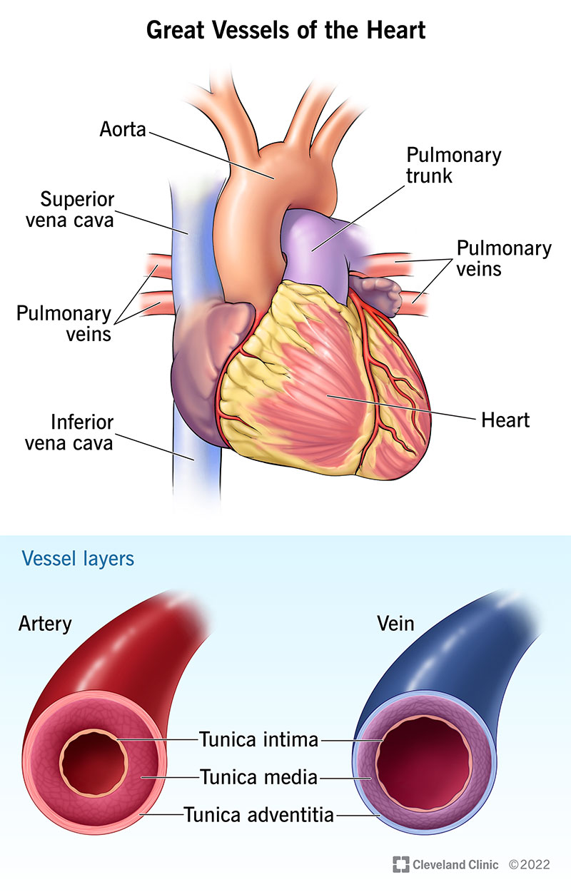 Illustration showing the major blood vessels that carry blood to and from your heart and the layers that make up these vessels.