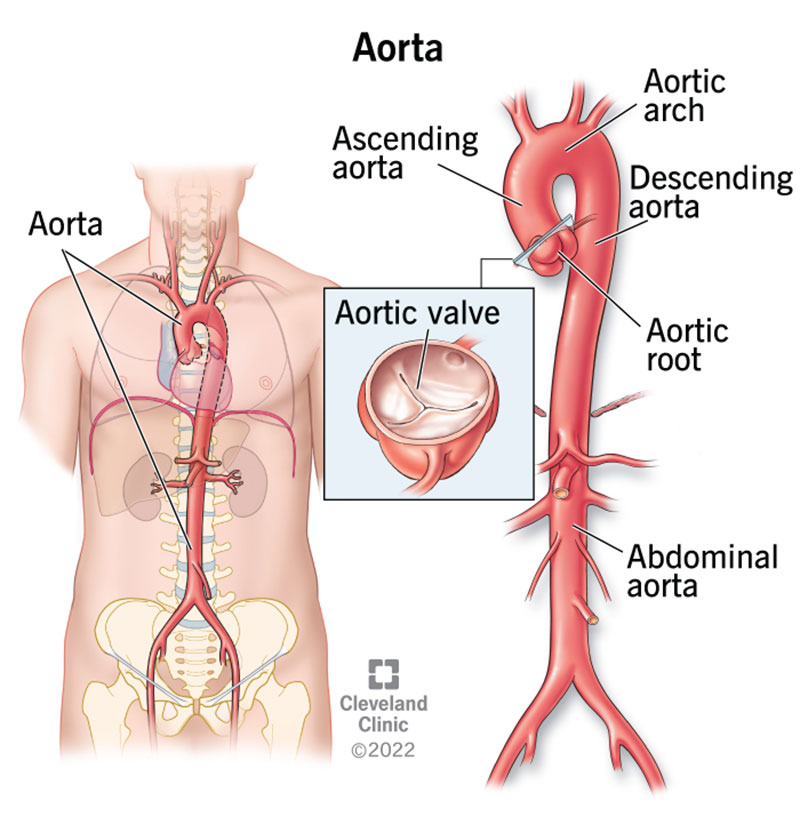Your aorta is an artery that starts in the left chamber of your heart, passes through your chest and abdomen and ends at your pelvis.