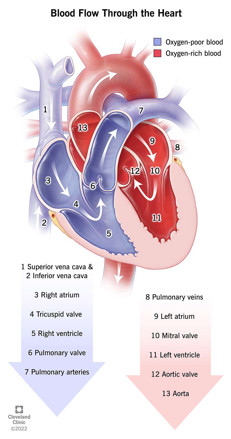 Blood flows through the heart in a series of arteries, ventricles, veins and valves.