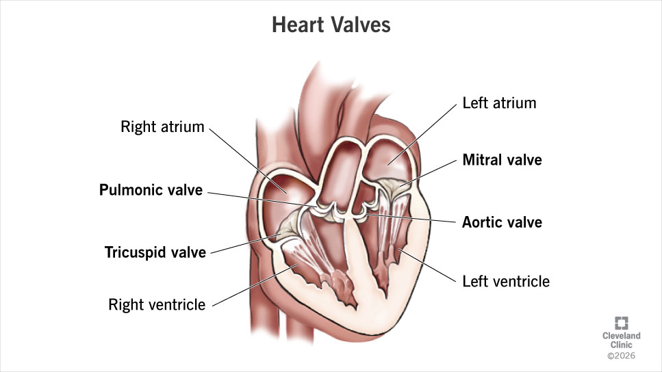 The anatomy of your heart includes four chambers.