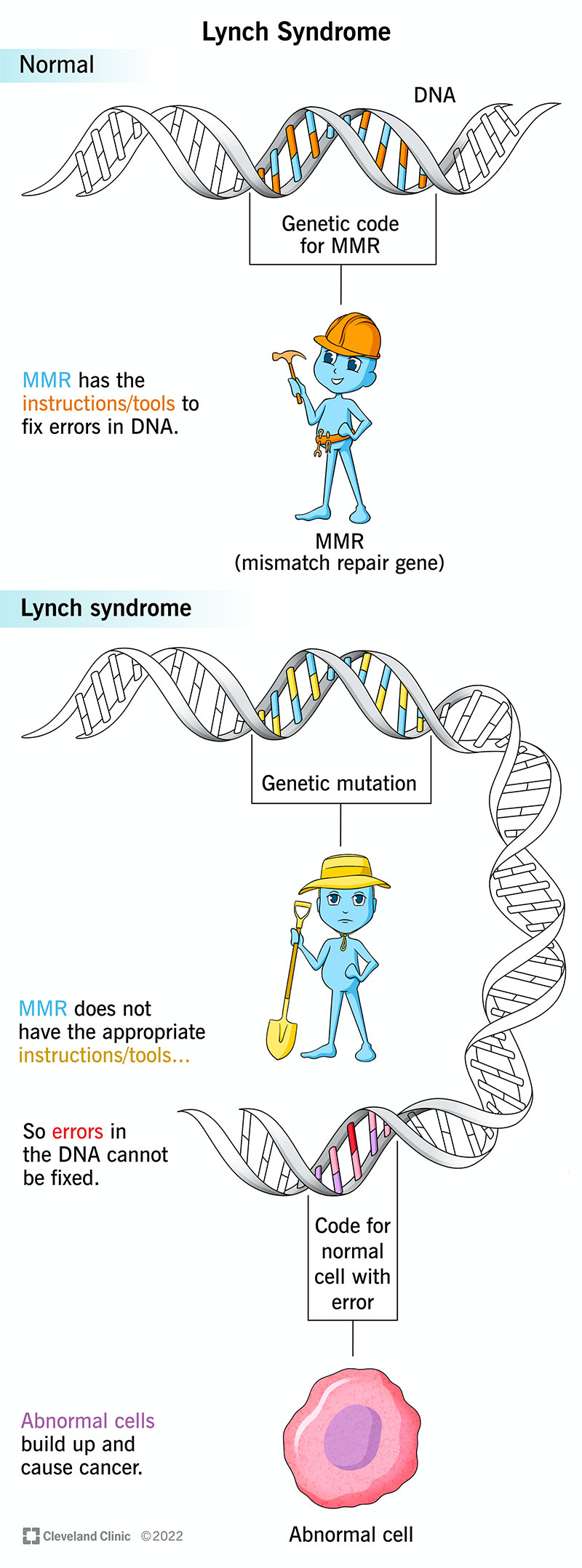Lynch syndrome affects your body’s ability to fix changes to your DNA within your cells. 