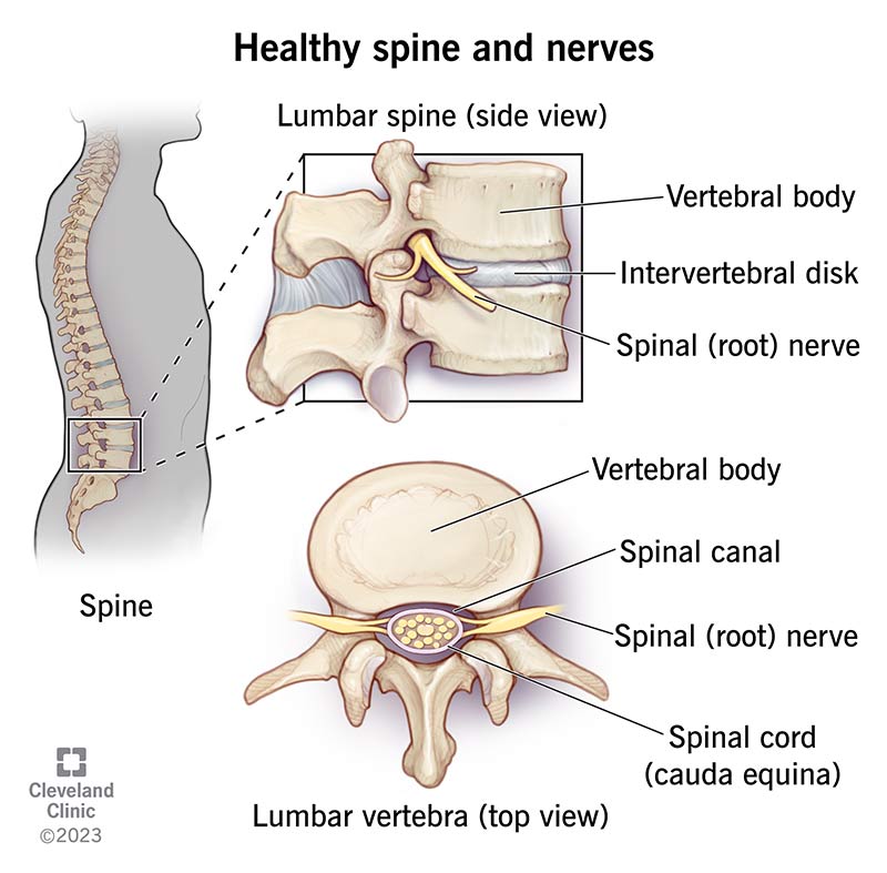 Illustration showing healthy lumbar spine and vertebra. 
