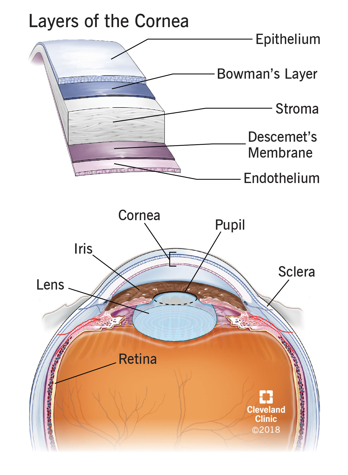 Anatomy of the eye and layers of the cornea.