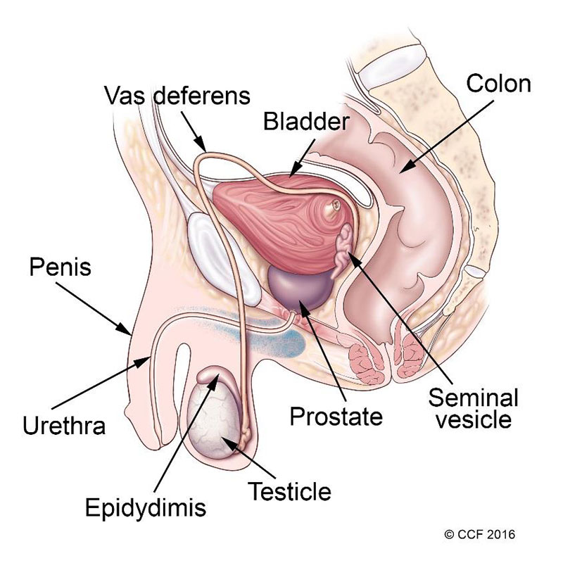 Vas deferens, bladder, colon, seminal vesicle, prostate, testicle, epidydimis, urethra, penis