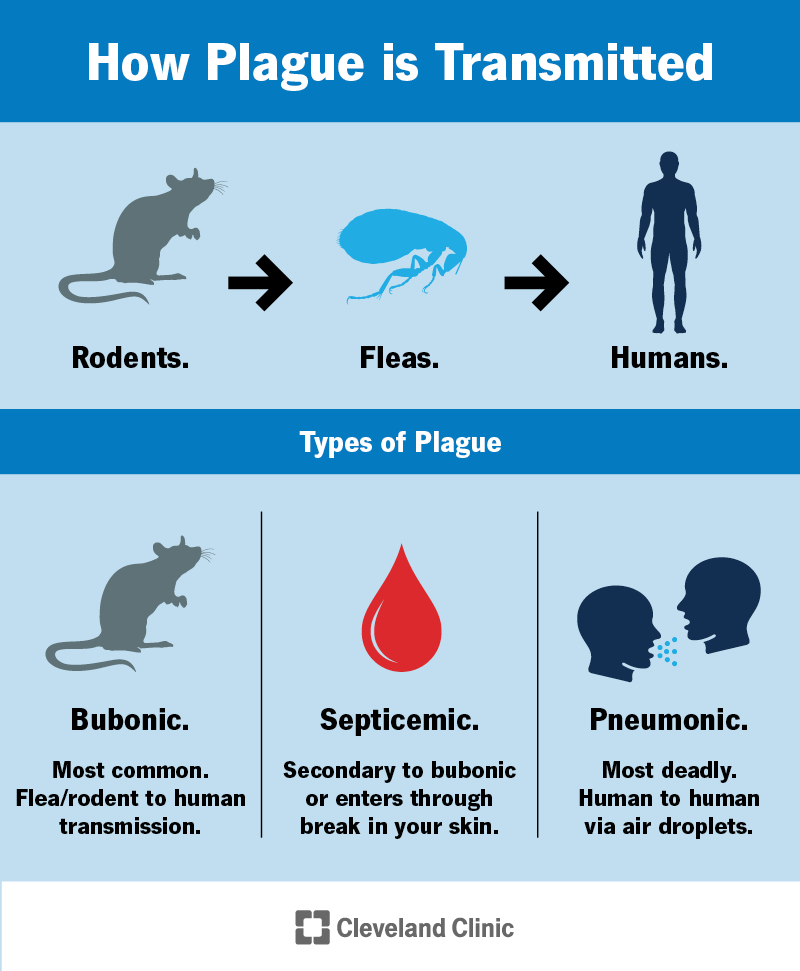You get bubonic or septicemic plague through flea bites or infected animals. You can get pneumonic plague from other people.