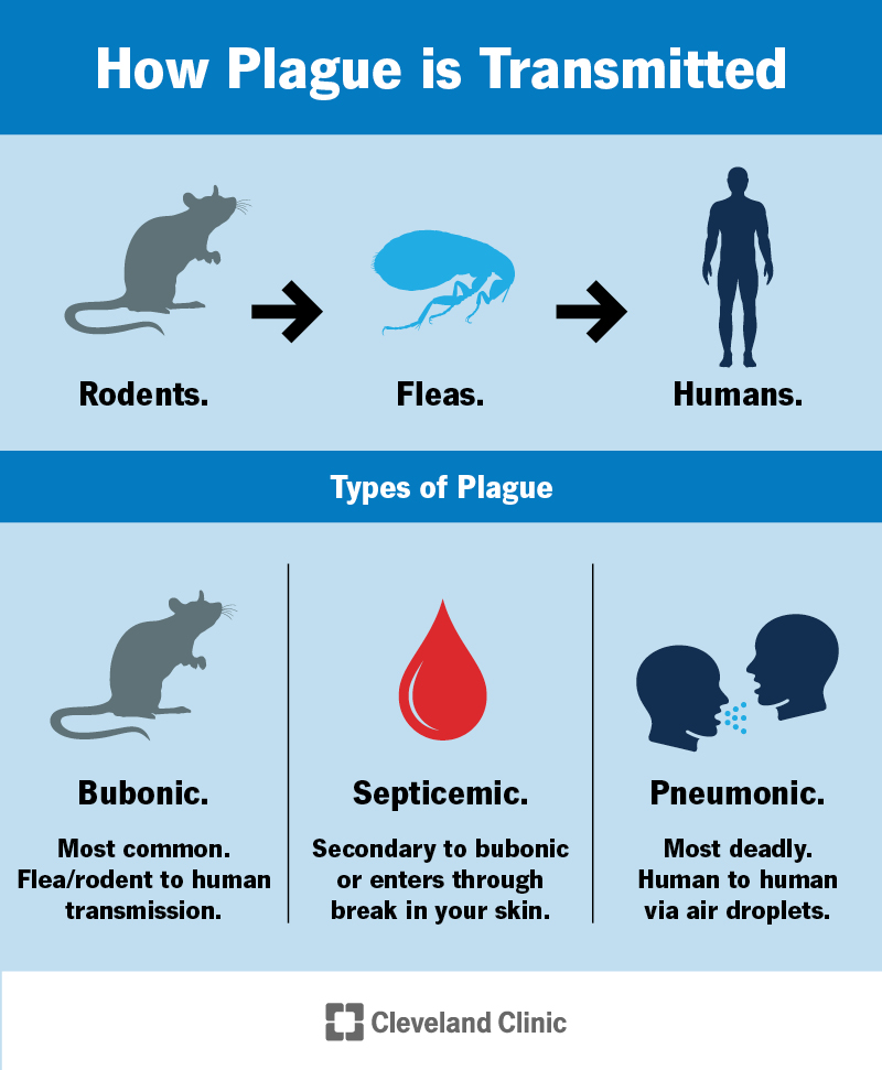 the black death rats and fleas