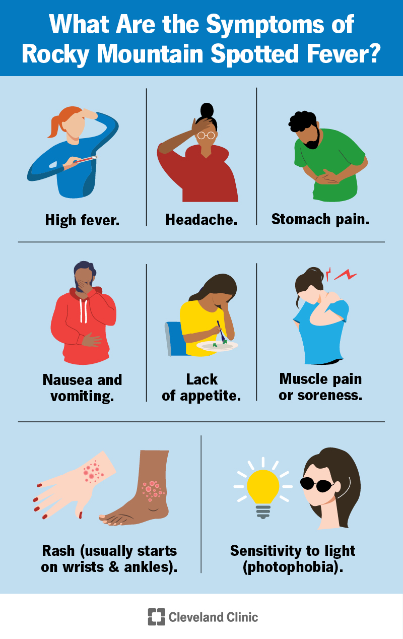 Symptoms of Rocky Mountain spotted fever include high fever, headache, muscle pain, rash, vomiting, stomach pain and more.