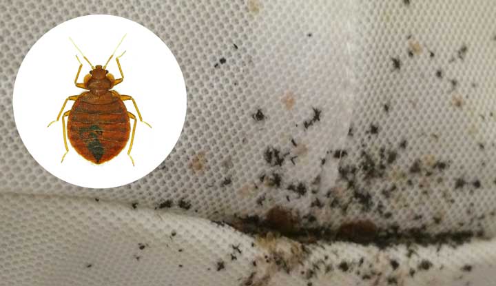 Bed Bugs & Bed Bug Bites: Causes, Symptoms, Treatment, Identification,  Prevention