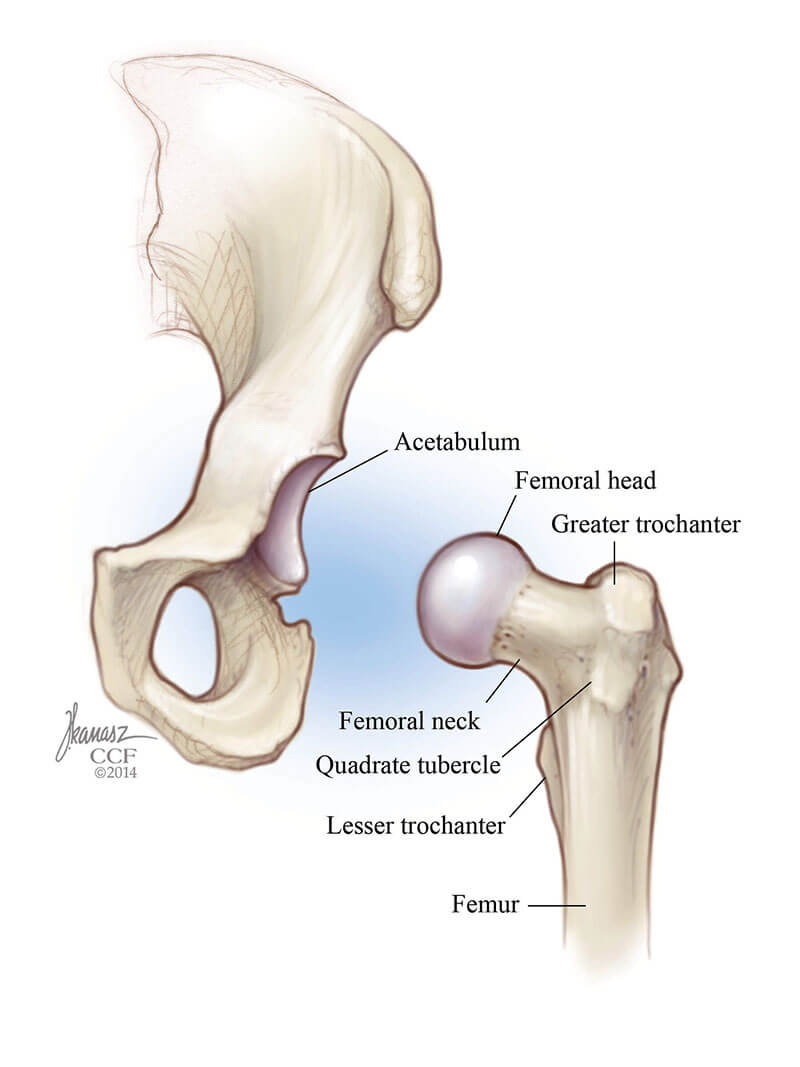 Diagram of the hip and pelvis (ball and socket)