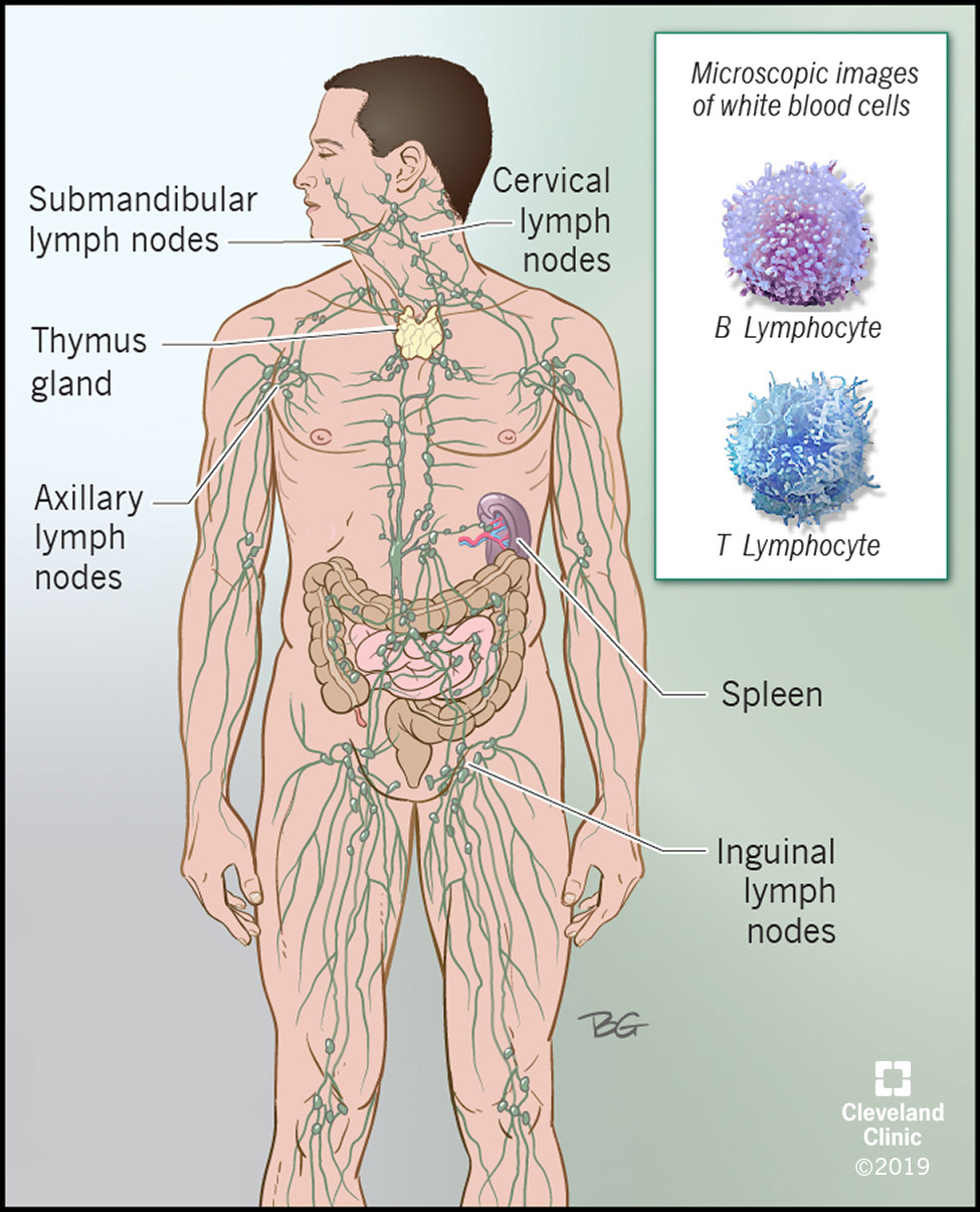 The lymphatic system runs throughout your body, with nodes that can be affected by Castleman disease.