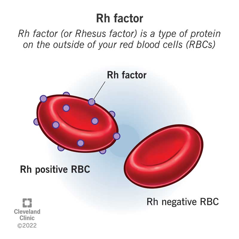 The surface of two red blood cells. One has Rh protein (Rh positive) and the other doesn't (Rh negative).