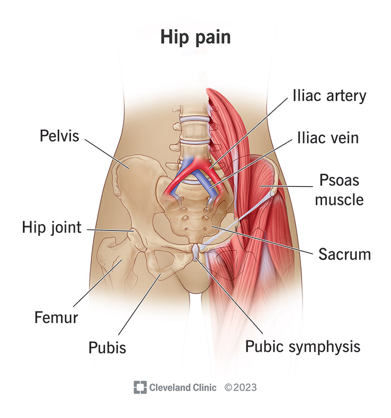 Anatomy of the hip joint and surrounding tissue