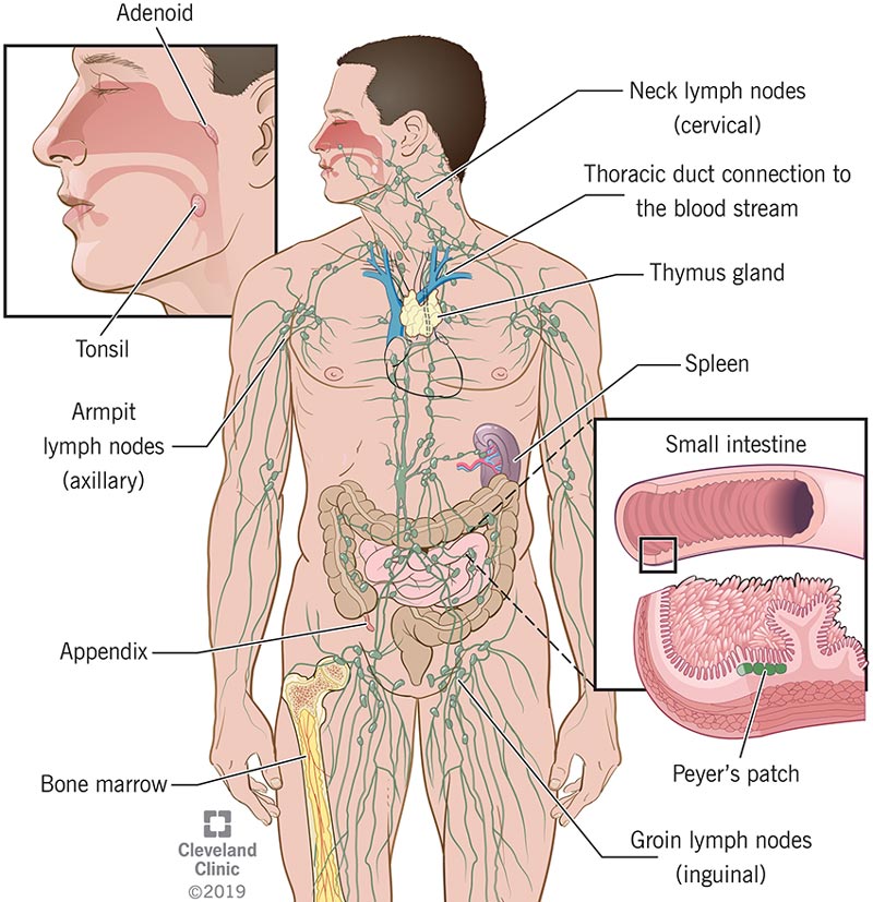 Your immune system is made up of a large number of organs and cells including white blood cells, lymph nodes, spleen, tonsils and adenoids, thymus, bone marrow, skin, stomach and bowel acids and bacteria.