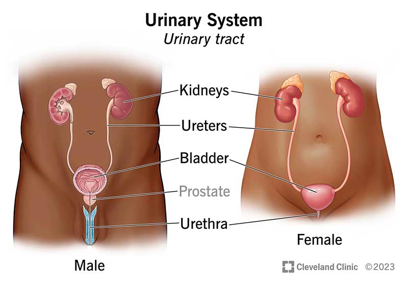Comparison of urinary system in males and females.