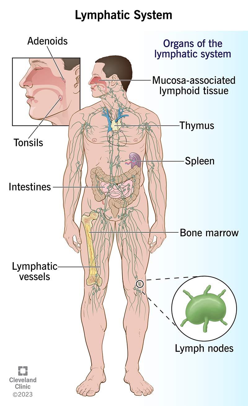 The lymphatic system consists of lymph, lymph nodes and vessels, collecting ducts, spleen, thymus, tonsils and adenoids, bone marrow, Peyer's patches and appendix.