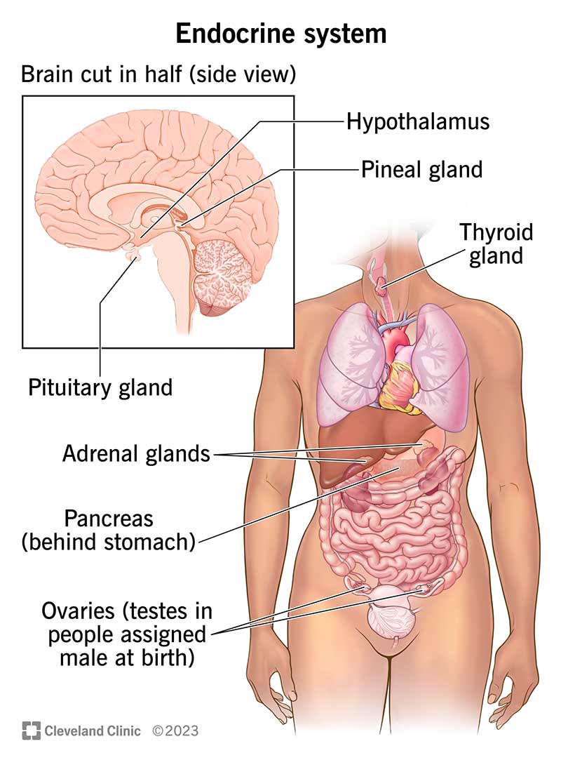 The organs and glands of the endocrine system, including the pituitary gland, adrenal glands and others.
