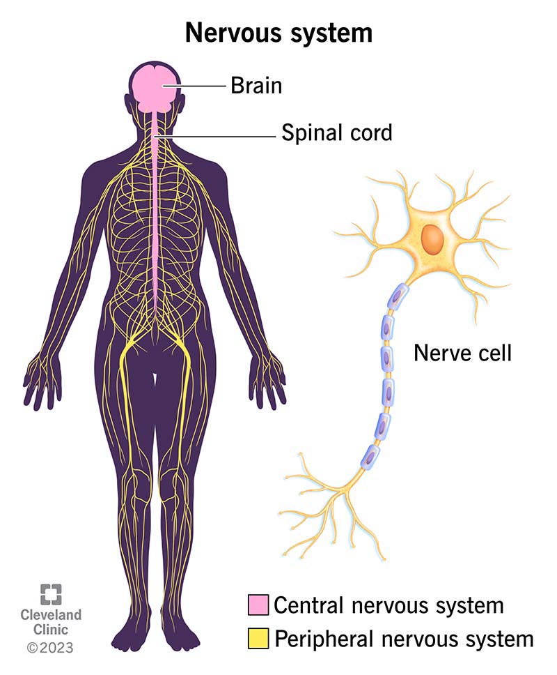 The nervous system in a body, with the central system and peripheral nervous system.