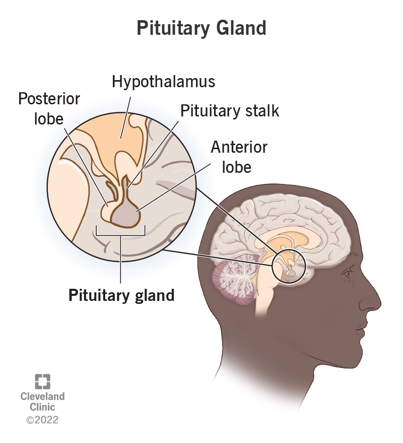 The pituitary gland makes, stores and releases hormones.