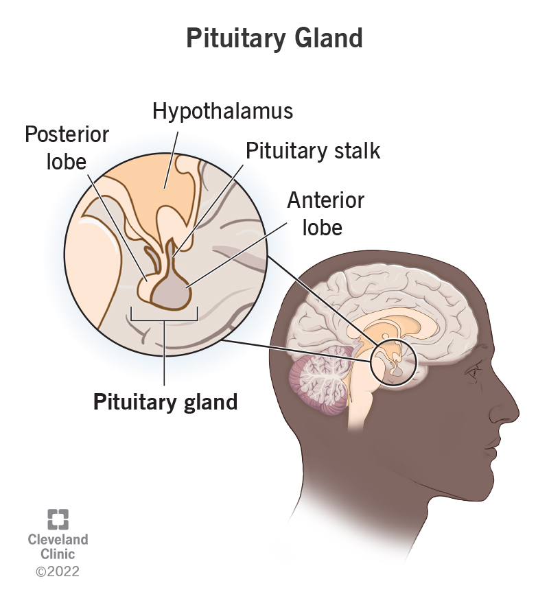 The Anatomy Of The Pituitary Gland QNFB