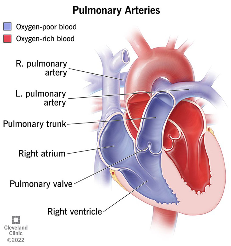 Illustration showing the anatomy of your pulmonary arteries, which carry oxygen-poor blood from your heart to your lungs.