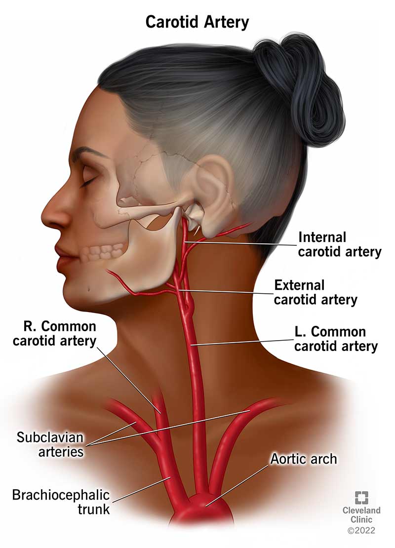 Illustration showing the location of your carotid arteries.
