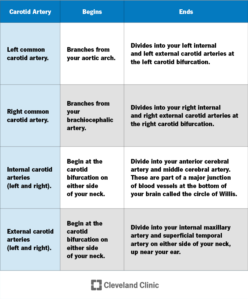 Anatomy of the carotid arteries.