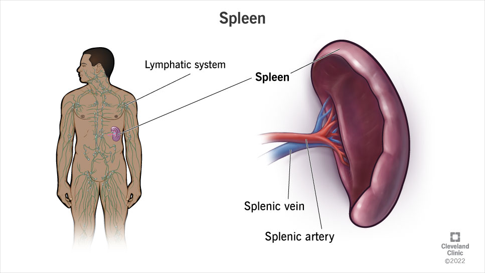 Your spleen is a fist-sized organ that lives inside your left ribcage.