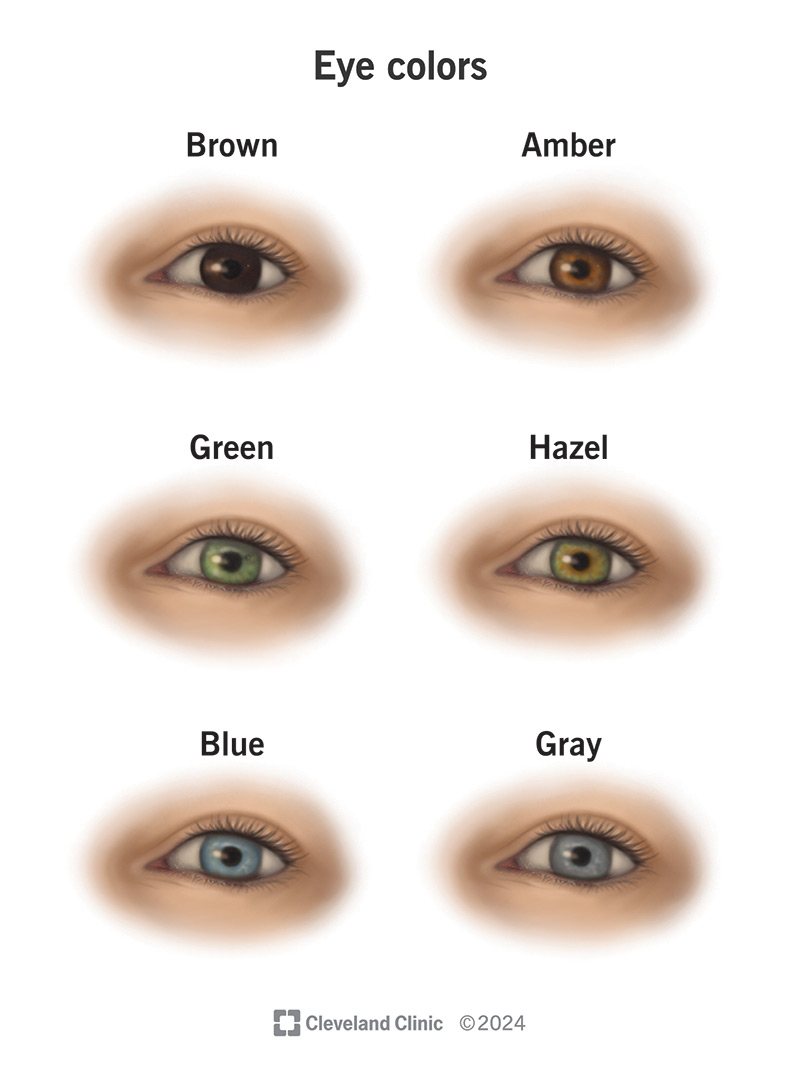 The six main eye colors are amber, blue, brown, gray, green and hazel.