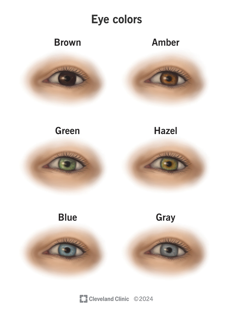 Eye Colors Hazel Green Amber Blue Grey Brown