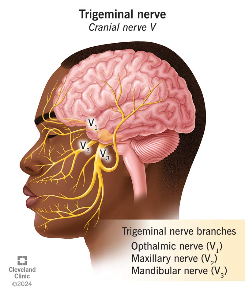 Profile of the brain and head with the three branches of the trigeminal nerve