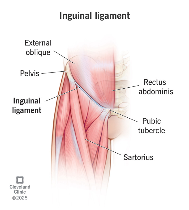 Anatomy of the pelvic area showing where the inguinal ligament is