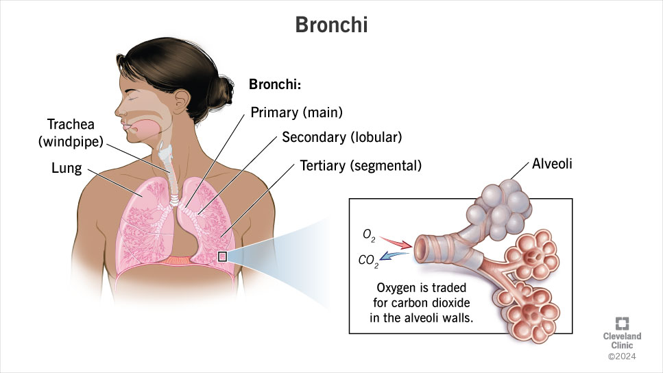 Illustration of inside of neck and chest, showing trachea leading to bronchi in the lungs. Close-up inset shows alveoli.