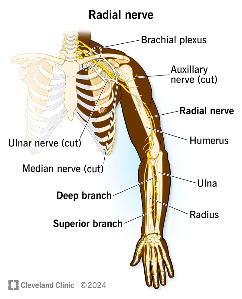 The path of a radial nerve from an arm through to fingers.